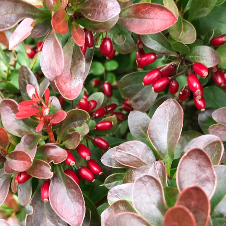 plant image 556961
