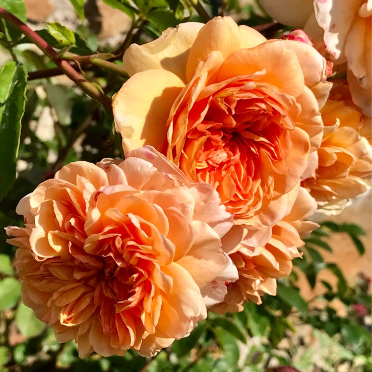 Plant image Rosa 'Bathsheba'