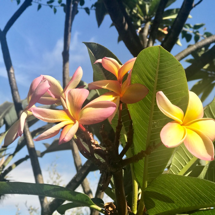 Plant image Plumeria