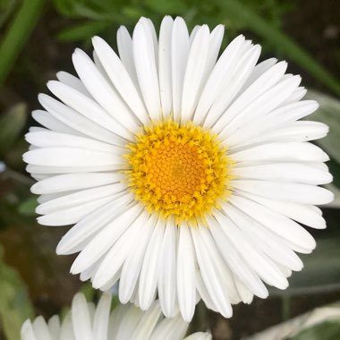 Celmisia semicordata
