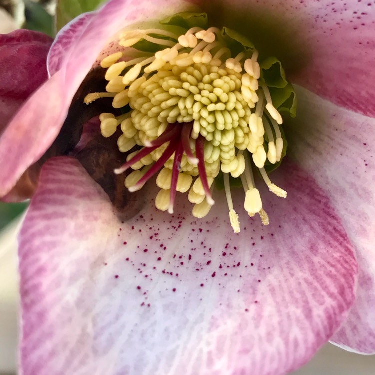 Plant image Helleborus 'Walhero' syn. Helleborus 'Walberton's Rosemary'