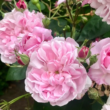 Rosa x centifolia 'Fantin Latour'
