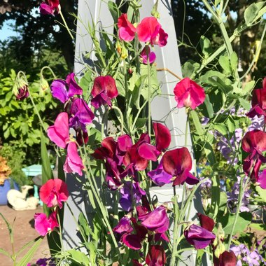 Lathyrus odoratus 'Incense Mixed'