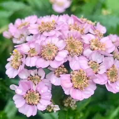 Achillea sibirica subsp. camschatica 'Love Parade'