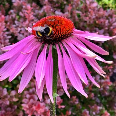 Echinacea purpurea 'Magnus'