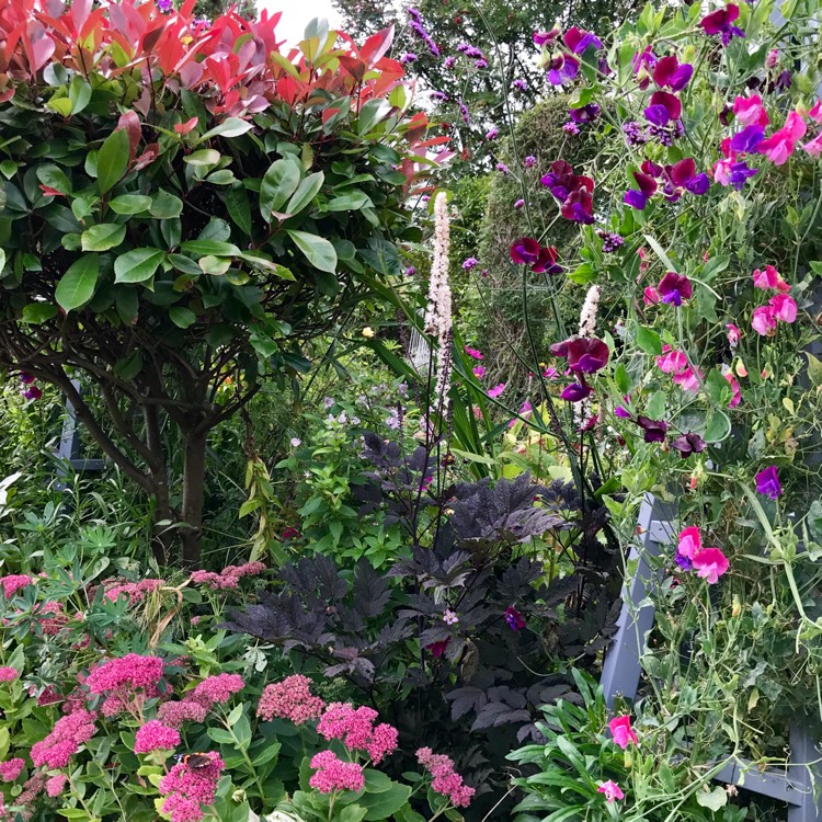 plant image 858168
