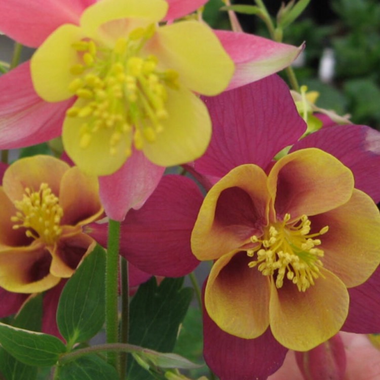 Plant image Aquilegia 'Mckana Hybrids' (Mix)