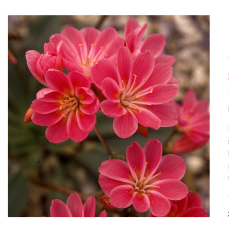 Plant image Lewisia Cotyledon Hybrid 'Rainbow' (Mix) syn.  Lewisia Cotyledon Hybrid 'Regenbogen' (Mix)
