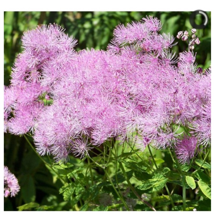 plant image 956669
