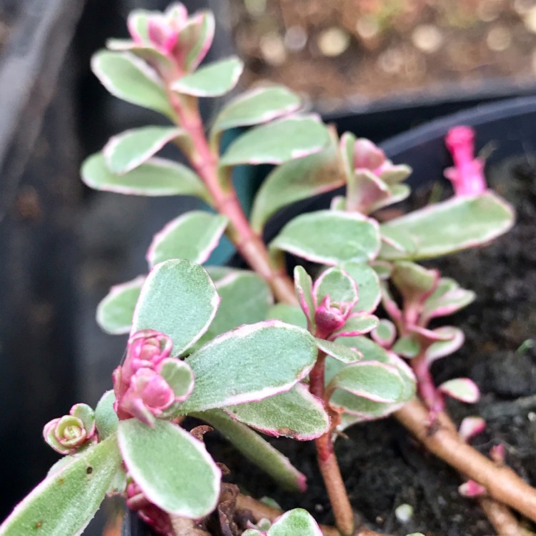 Plant image Sedum Spurium Tricolor