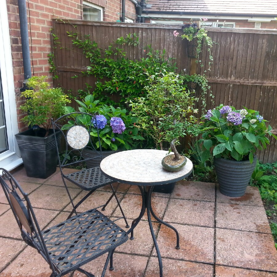Pauline's garden