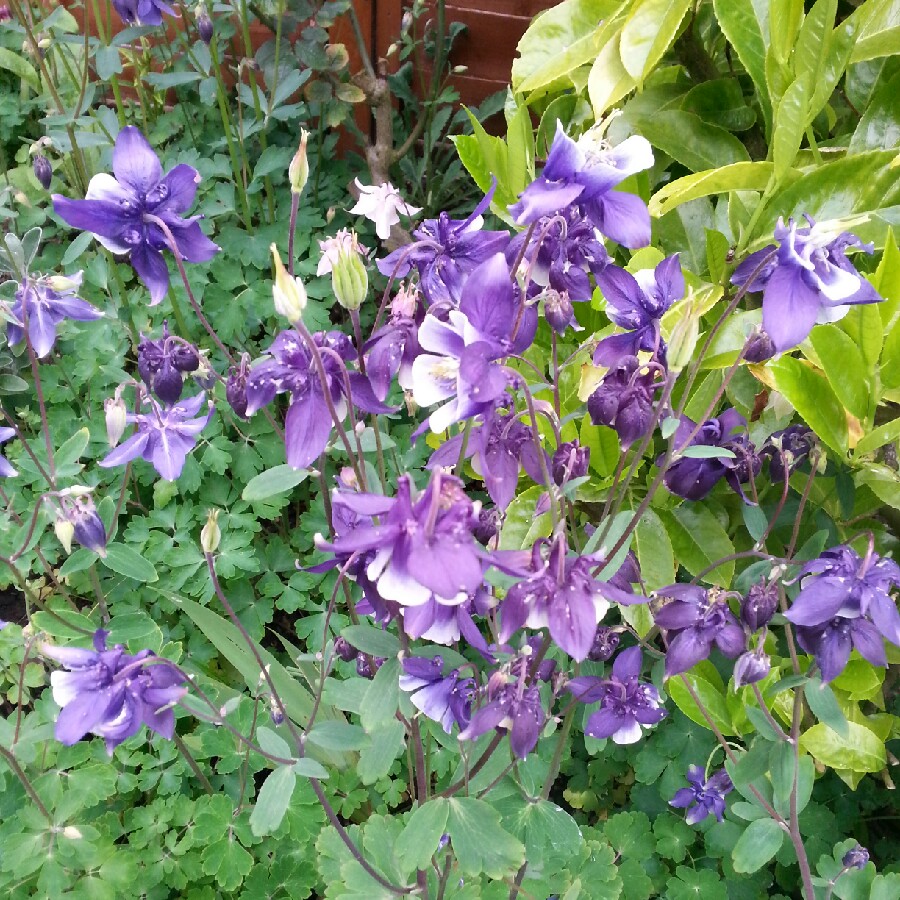 Plant image Aquilegia Vulgaris 'Purple Emperor'