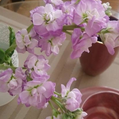 Plant image Matthiola incana