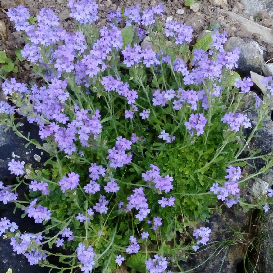 Plant image Verbena rigida syn. Verbena venosa