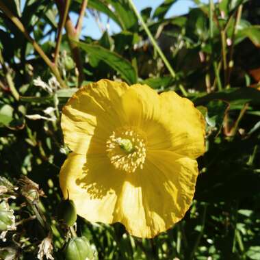 Welsh Poppy