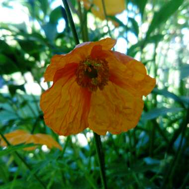Welsh Poppy