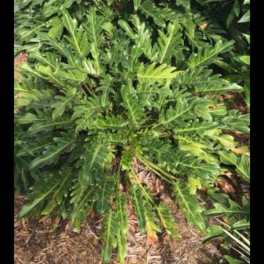 Thaumatophyllum xanadu syn. Philodendron xanadu, Philodendron 'Xanadu', Philodendron 'Winterbourn'