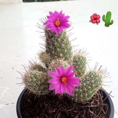 Mammillaria elongata 'Pink Nymph'