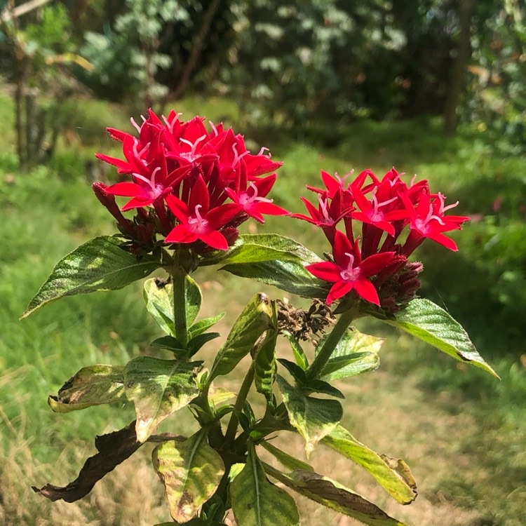 Plant image Pentas lanceolata 'Nova'