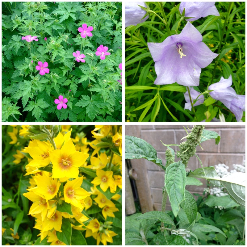 Pauline's garden