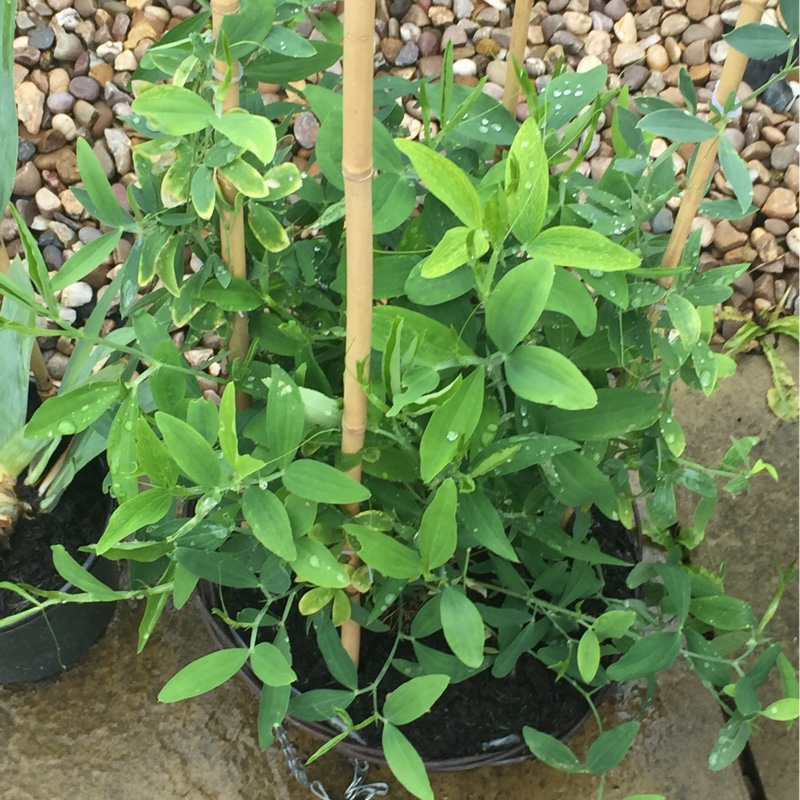 Plant image Lathyrus odoratus 'Janet Scott'