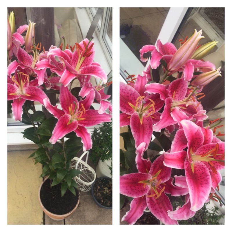 Plant image Lilium 'Esprit'