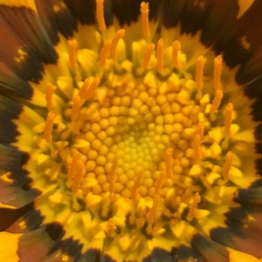 Treasure Flower