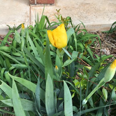 Bearded Iris 'Saint Crispin' (Tall)