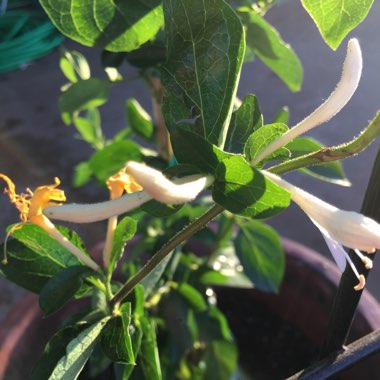 Honeysuckle 'Hall's Prolific'