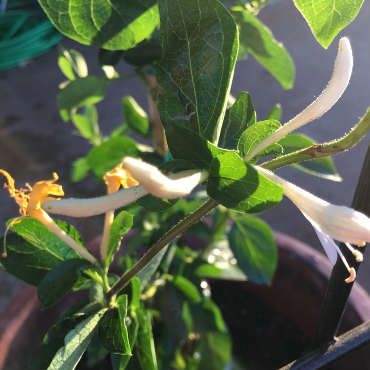Plant image Lonicera japonica 'Hall's Prolific'