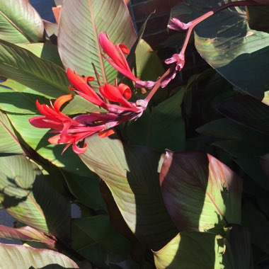 Canna 'Cannova Bronze Scarlet'