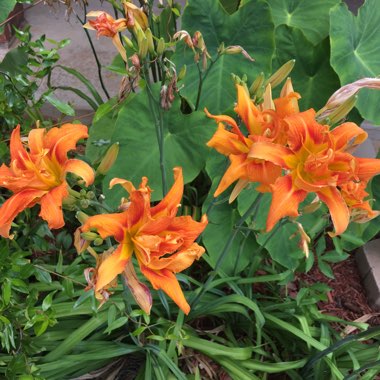 Lisa's garden