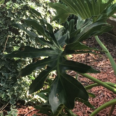Lisa's garden