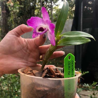 Peargentino's garden