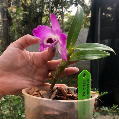 Dendrobium Orchid