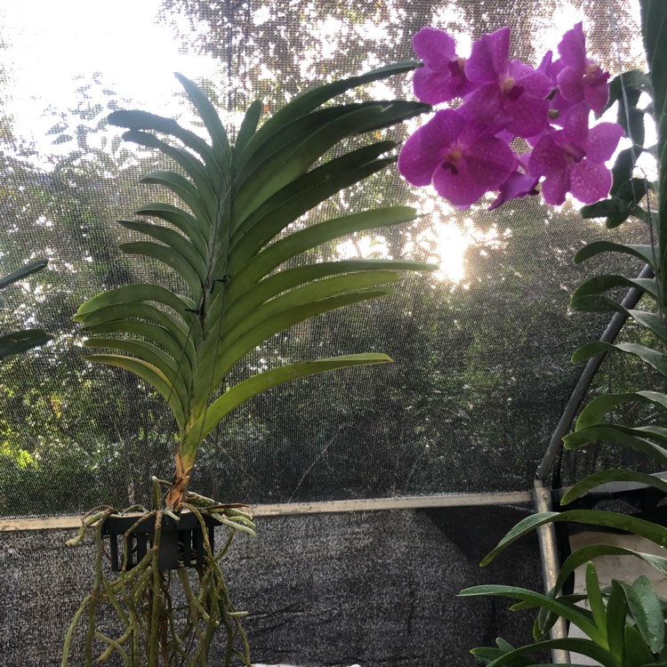 Plant image Vanda