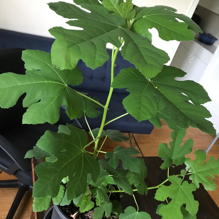 Plant image Ficus carica 'Chicago Hardy' syn. Ficus carica 'Chicago', Ficus carica 'Hardy Chicago'