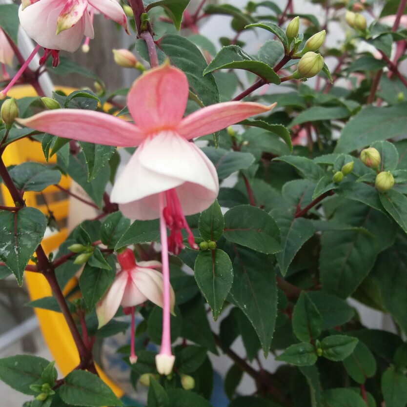 Plant image Fuchsia 'Blue Angel'