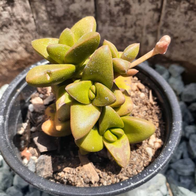 plant image 1203852