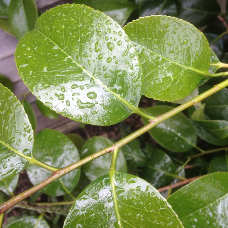 plant image 136747