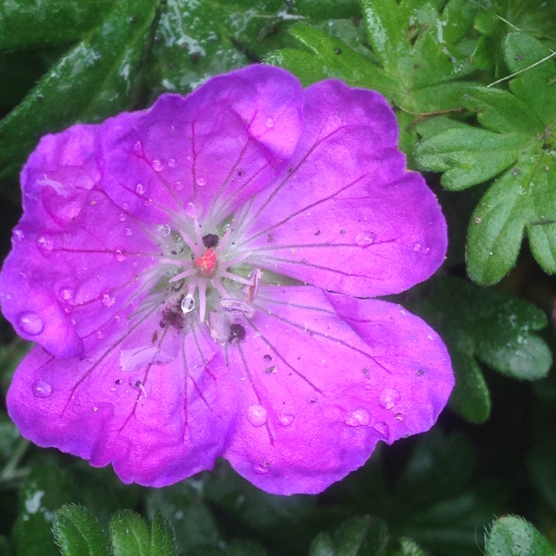 plant image 137417