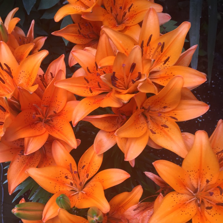 Plant image Lilium 'Orange Joy'