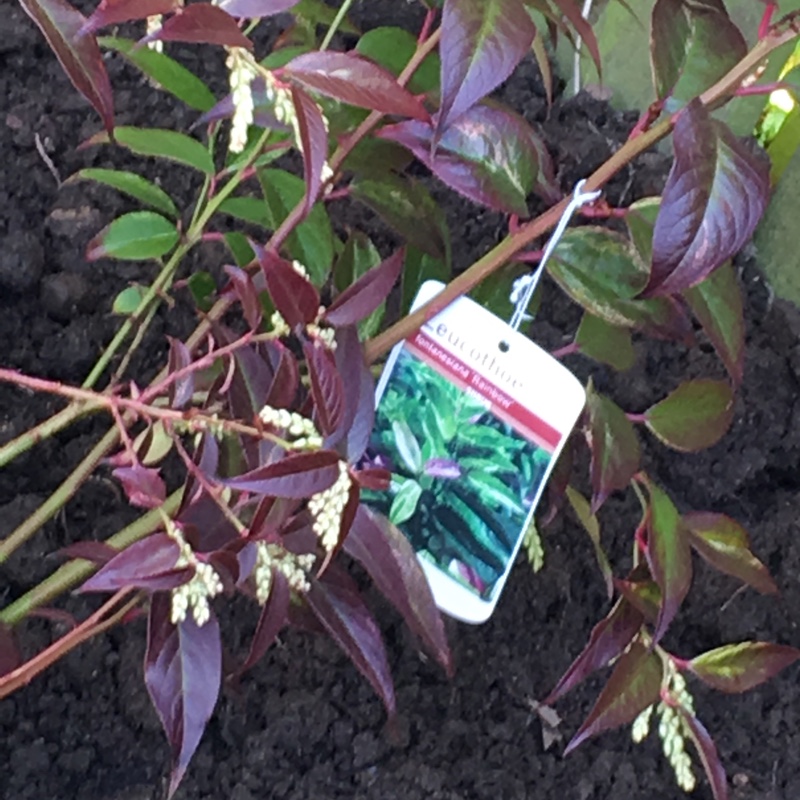 Plant image Leucothoe fontanesiana 'Rainbow'
