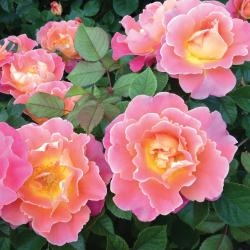 plant image 324992