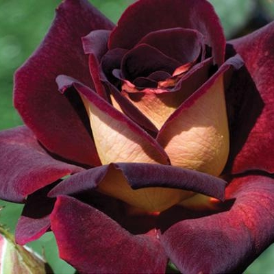 Plant image Rosa 'Meirysett' syn. Rosa 'Garden Director Bartje Miller', Rosa 'Dark Knight', Rosa 'Dark Night', Rosa 'Black Gold', Rosa 'The RSL Rose', Rosa 'Eddy Mitchell'