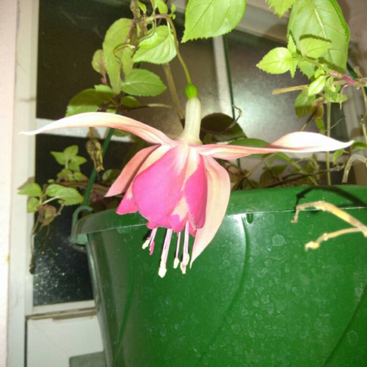 plant image 332805