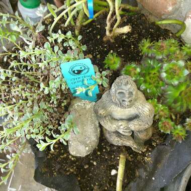 Peggy's garden
