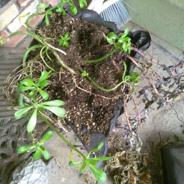 Peggy's garden