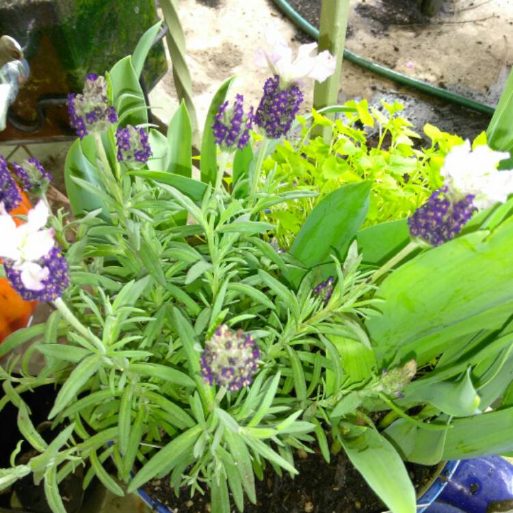 plant image 337512