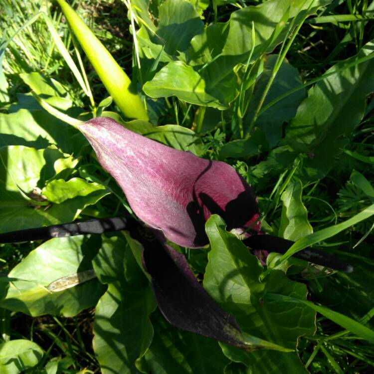 plant image 343750